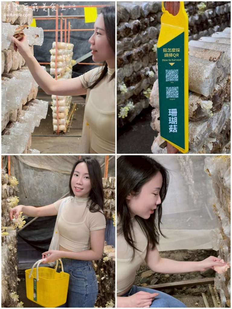 南投親子農場_埔里室內景點推薦_豐年靈芝菇類生態農場_豐年農場