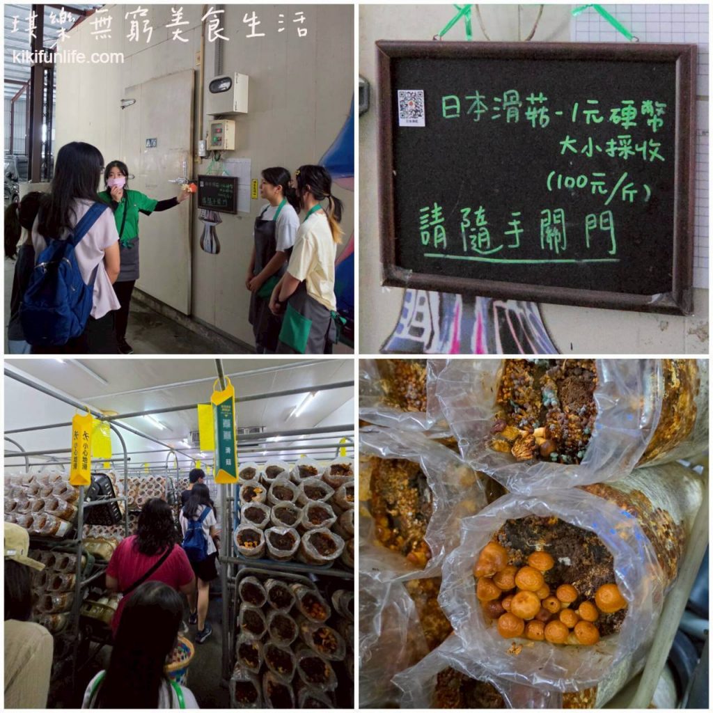 日本滑菇_豐年靈芝菇類生態農場_豐年農場