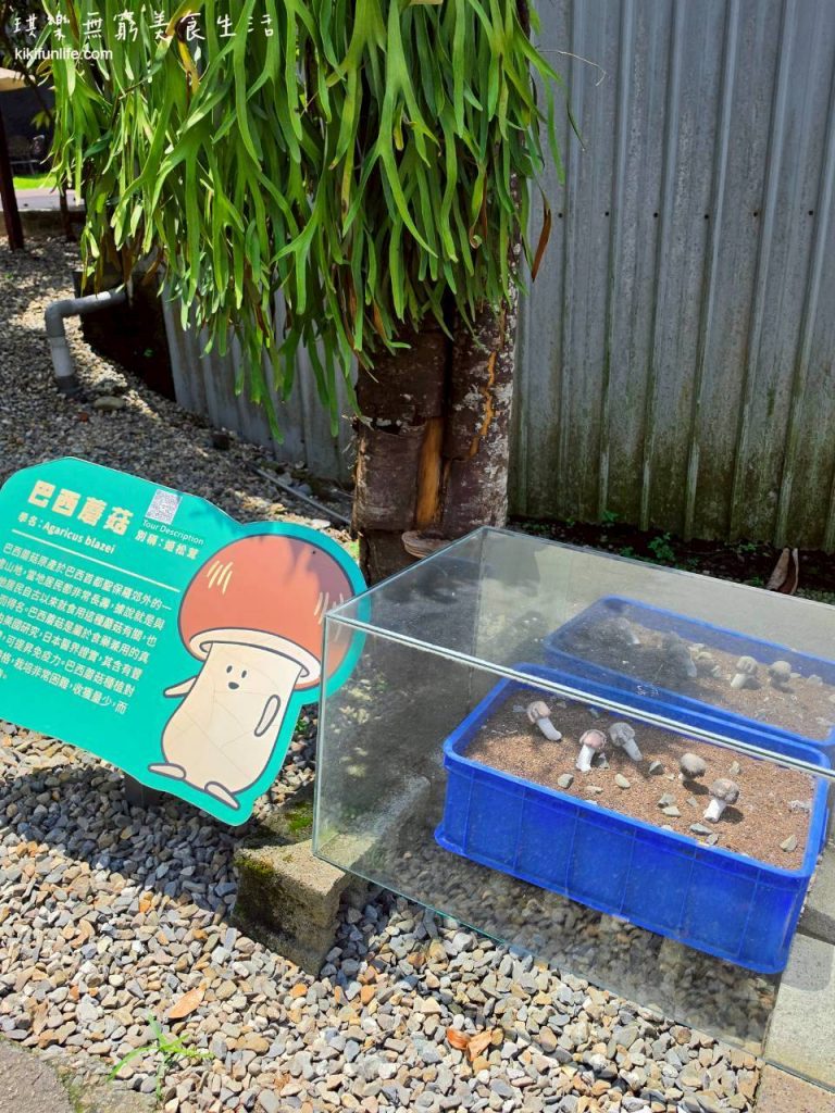 埔里觀光工廠_南投景點_豐年農場_巴西蘑菇生態箱